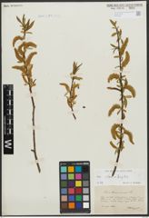 Foto von Salix alba L. x Salix fragilis L.